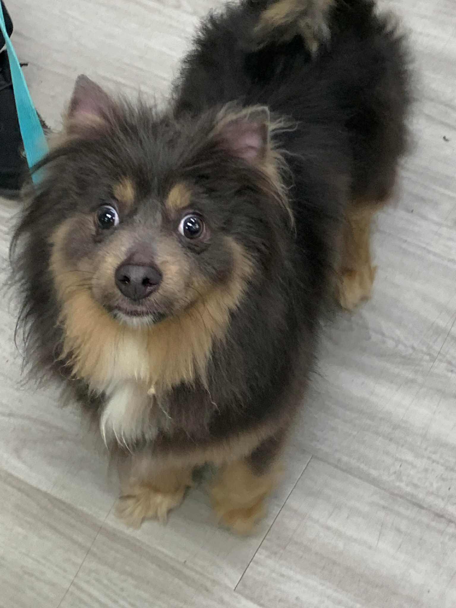 Spike in NH! Come Meet Our Adoptable Dogs Wed-Sat, More Info in Bio, ADOPTABLE, Adult Male Pomeranian.