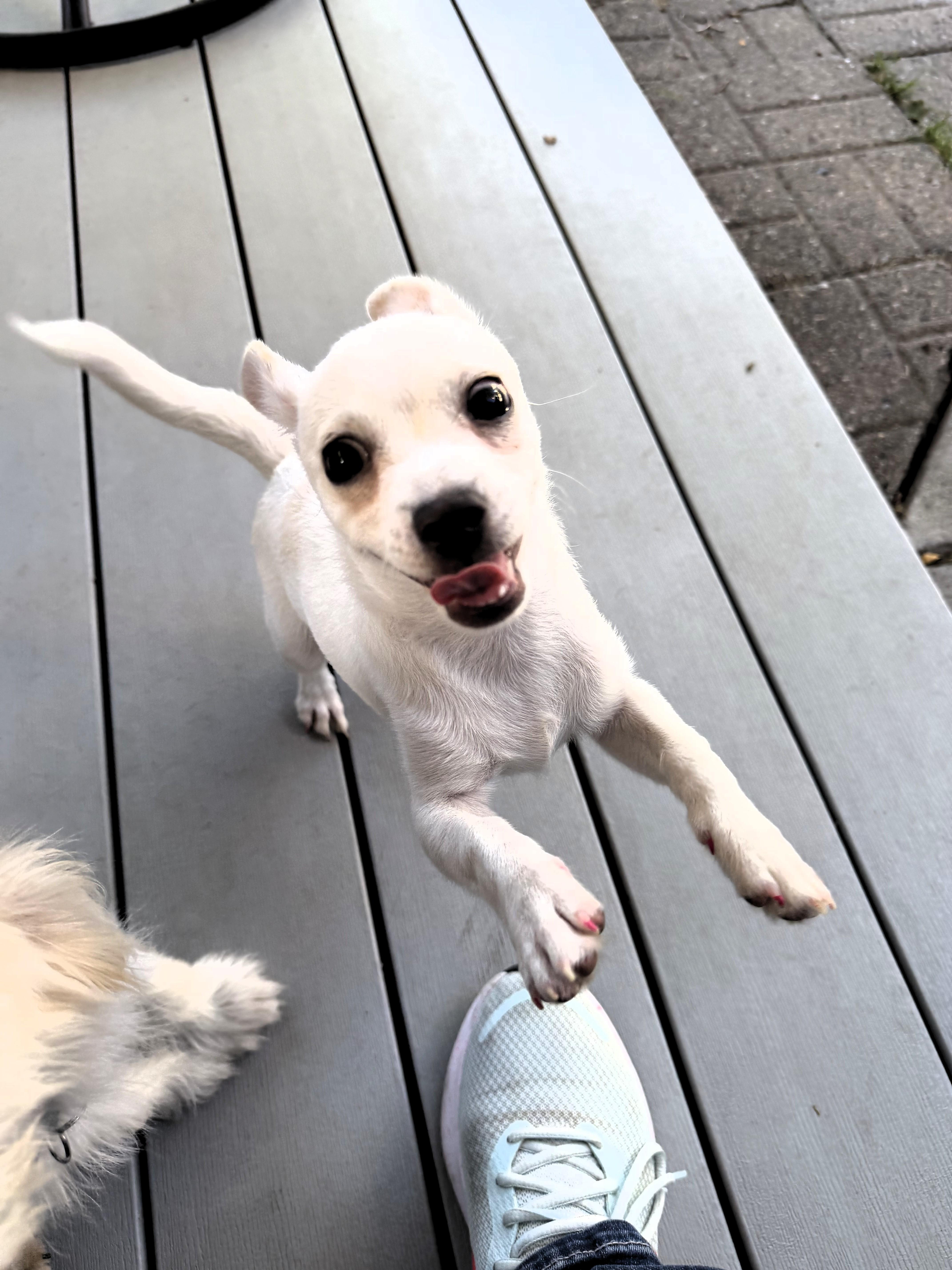 Enlarge Blanche, a Adoptable Chihuahua in Salt Lake City, UT image 2/5