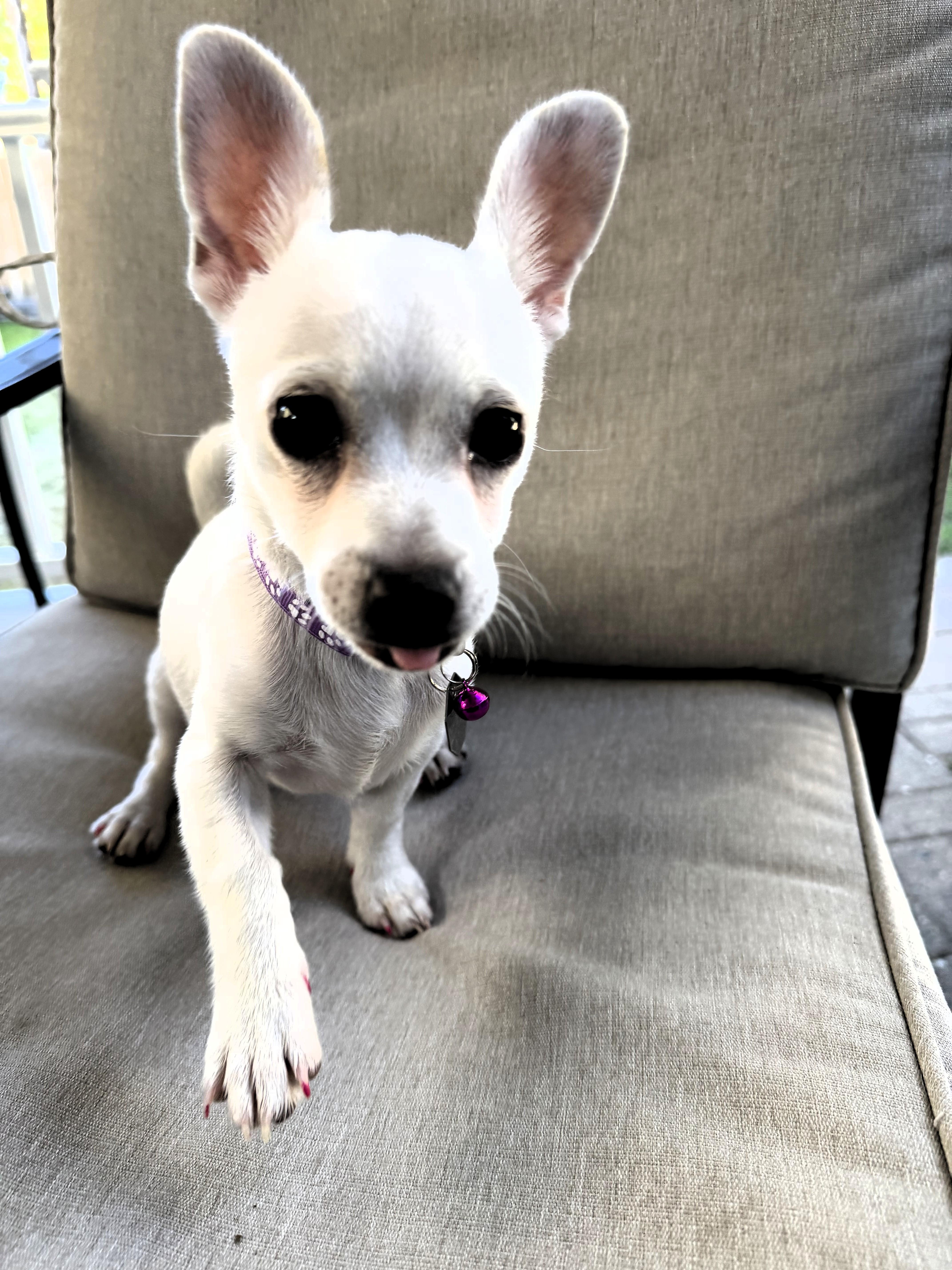 Enlarge Blanche, a Adoptable Chihuahua in Salt Lake City, UT image 4/5