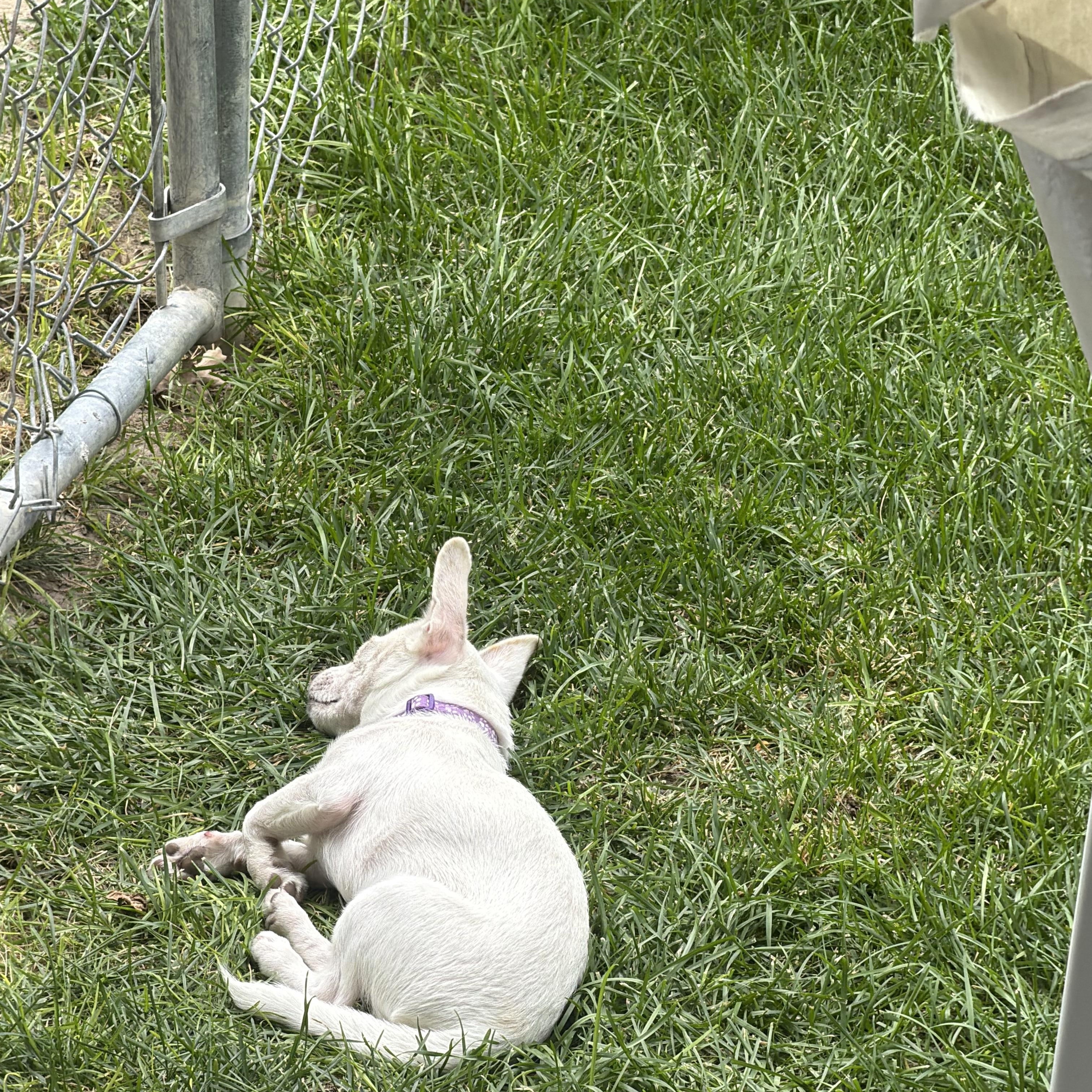 Enlarge Blanche, a Adoptable Chihuahua in Salt Lake City, UT image 5/5