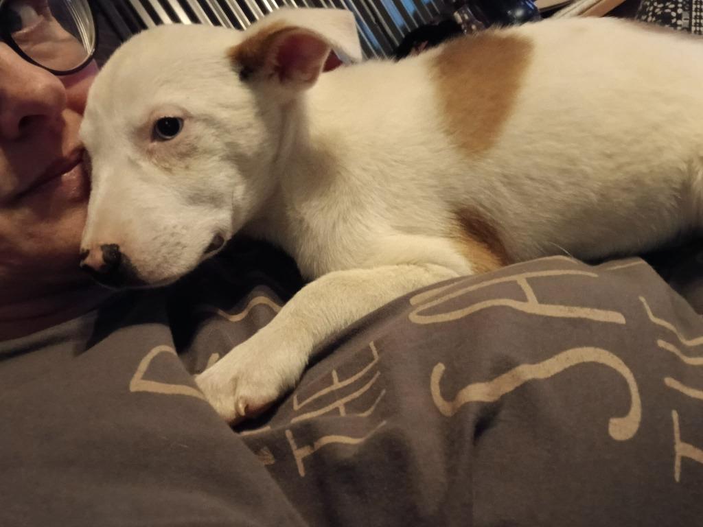 Dorothy, Adoptable, Puppy Female Mixed Breed & Terrier.