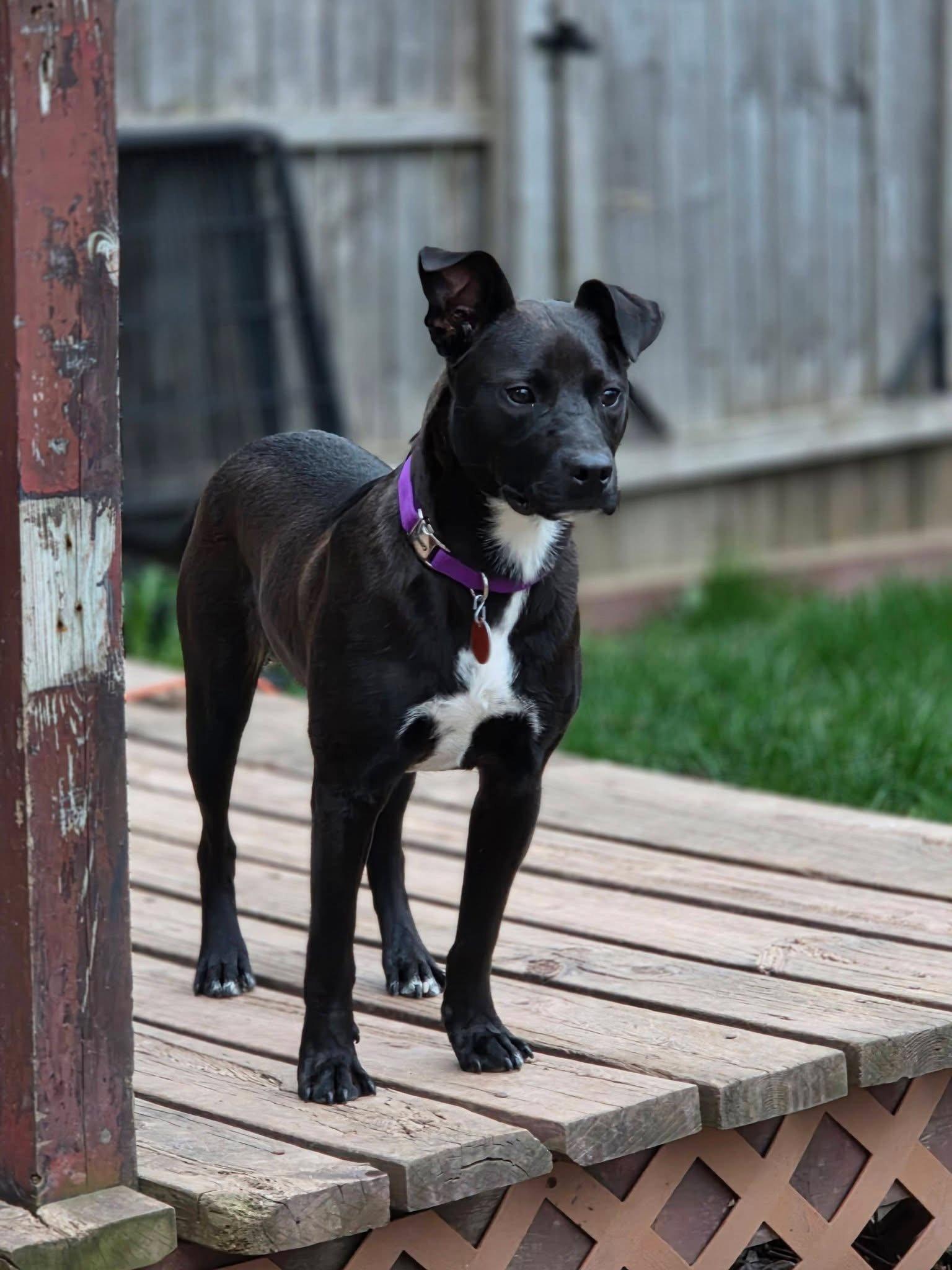 Spock, a Adoptable Pit Bull Terrier in New London, WI image 1/3