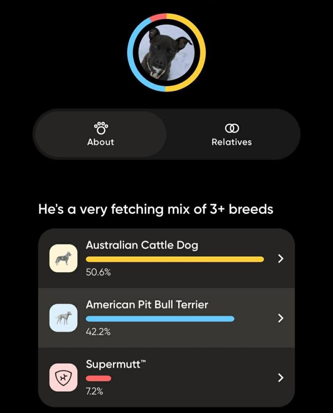 Spock, a Adoptable Pit Bull Terrier in New London, WI image 3/3