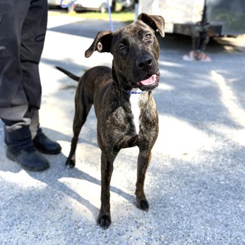 Enlarge BLANCHE DEVEREAUX, a Adoptable Mixed Breed in Pensacola, FL image 1/1