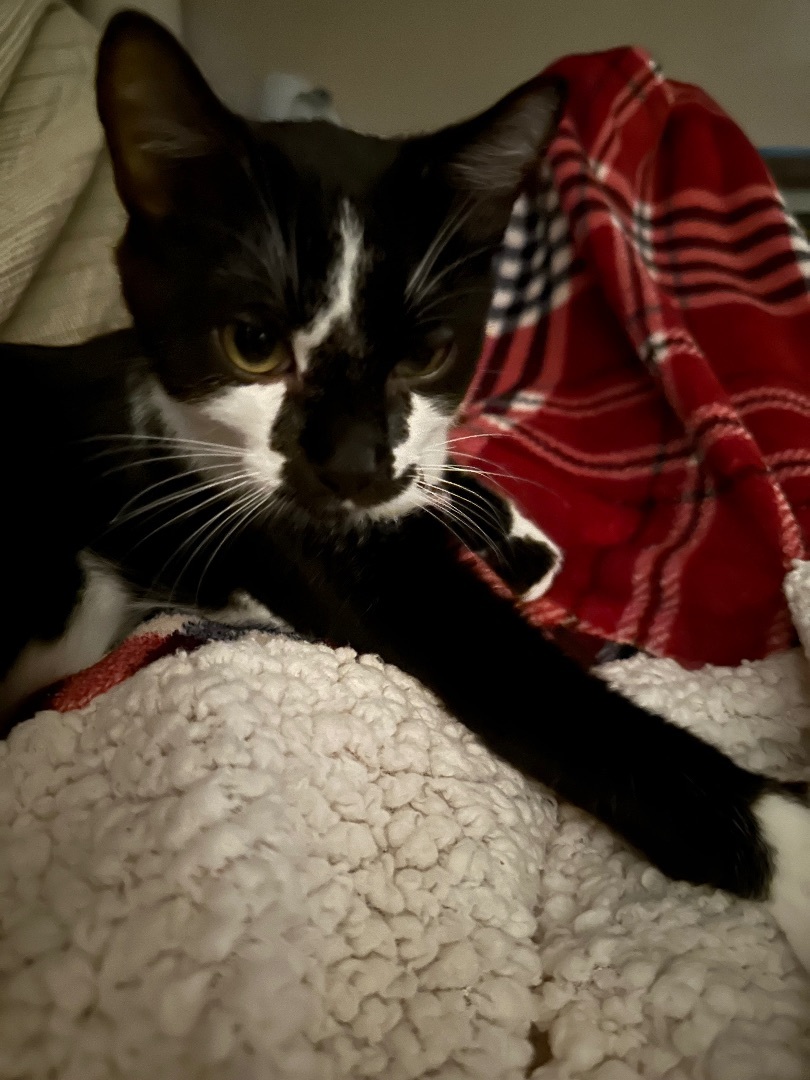 Enlarge Velcro, a Adopted mixed breed in Blaine, MN image 1/6