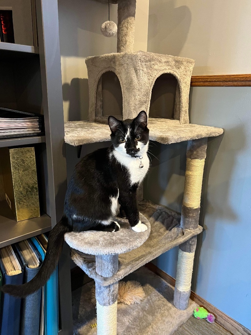 Enlarge Velcro, a Adopted mixed breed in Blaine, MN image 2/6