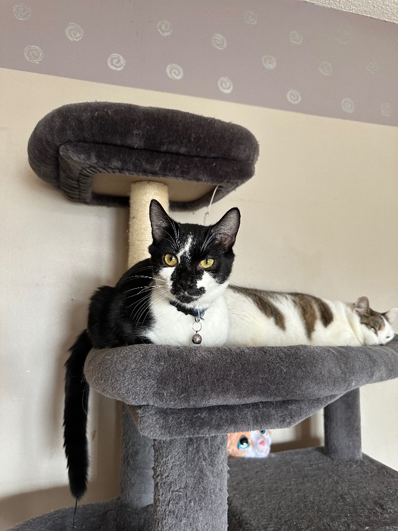 Enlarge Velcro, a Adopted mixed breed in Blaine, MN image 3/6