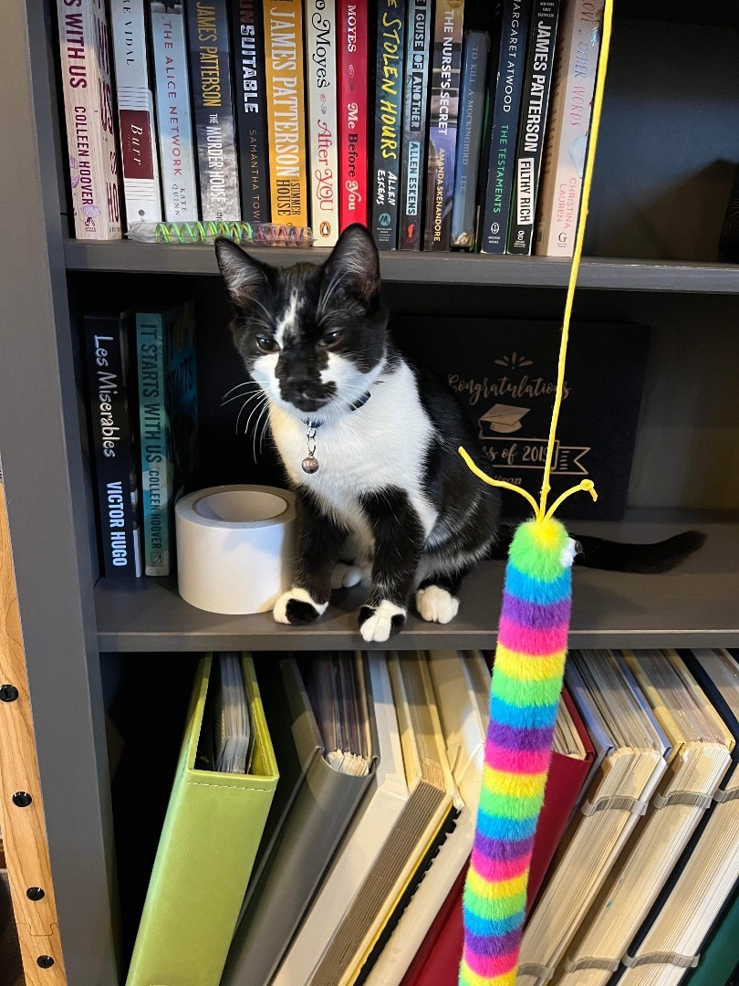 Enlarge Velcro, a Adopted mixed breed in Blaine, MN image 4/6