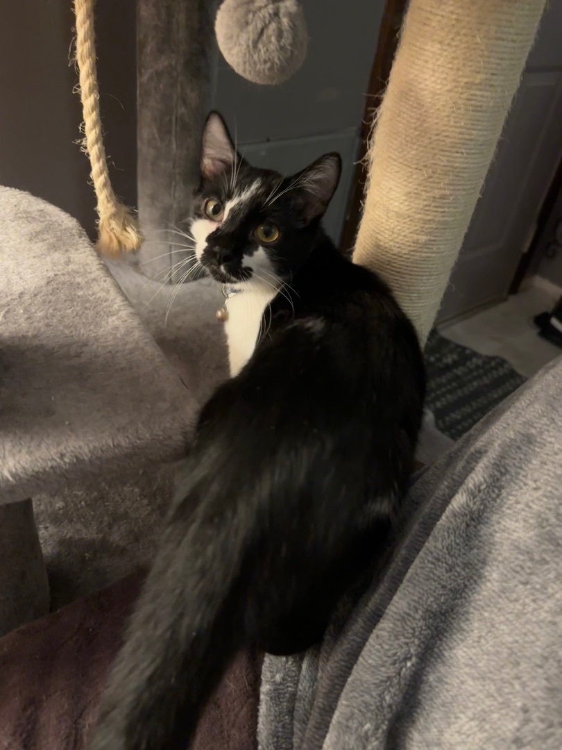 Enlarge Velcro, a Adopted mixed breed in Blaine, MN image 5/6