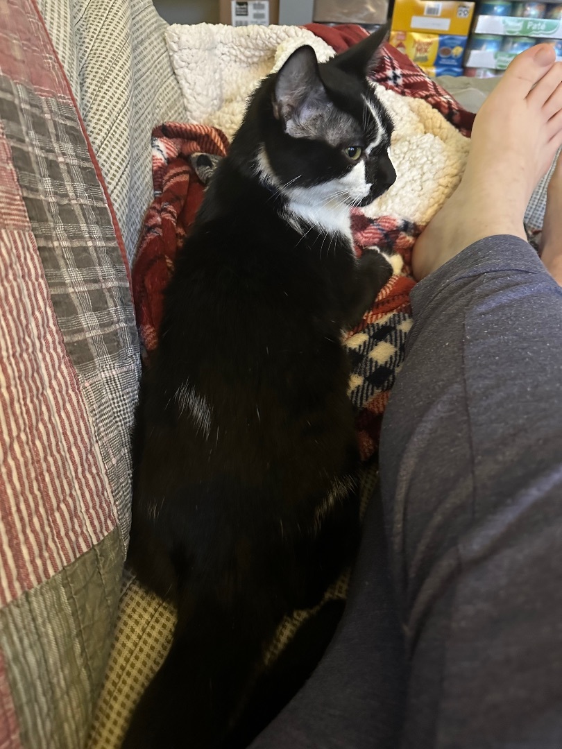 Enlarge Velcro, a Adopted mixed breed in Blaine, MN image 6/6