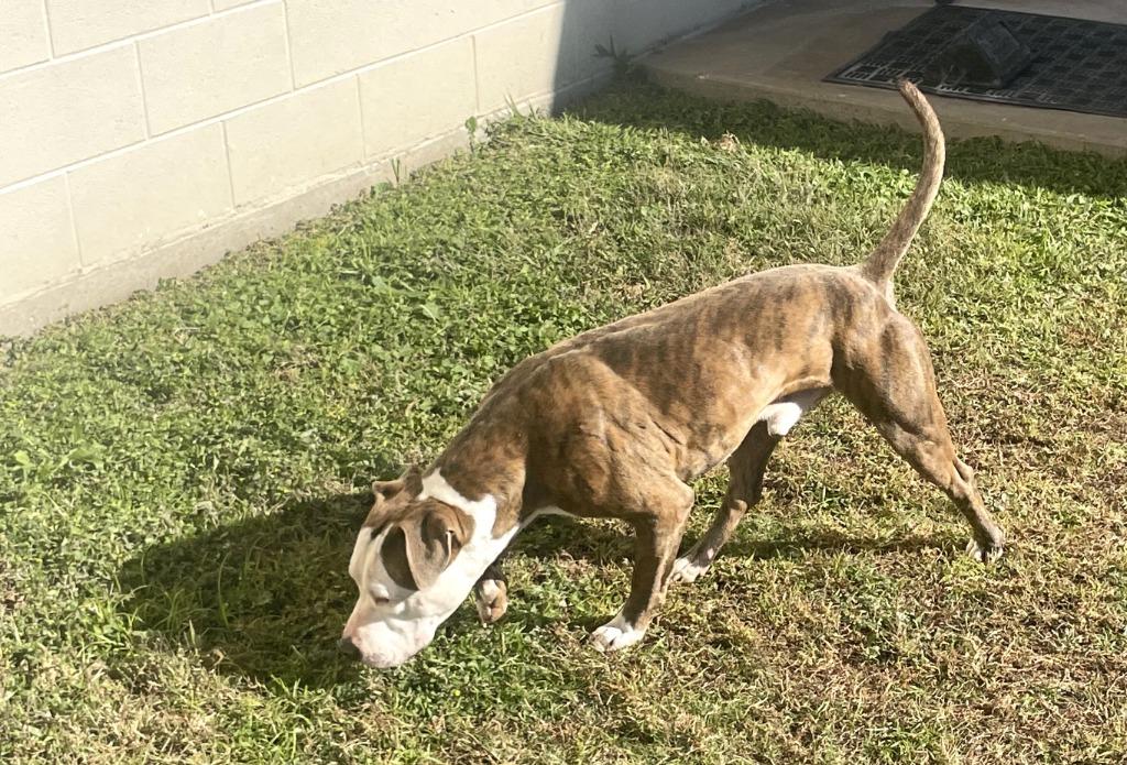 Chico, Adoptable, Adult Male Pit Bull Terrier.