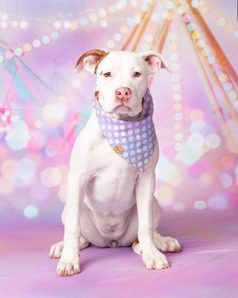 Enlarge Zoey, a Adoptable mixed breed in Frisco, TX image 1/6
