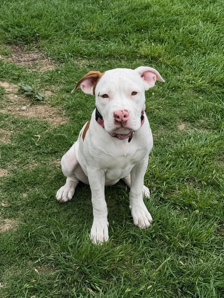 Enlarge Zoey, a Adoptable mixed breed in Frisco, TX image 1/2