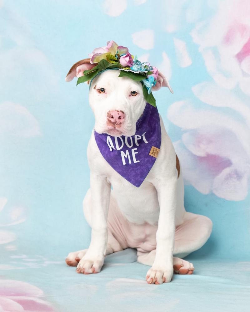 Enlarge Zoey, a Adoptable mixed breed in Frisco, TX image 2/6