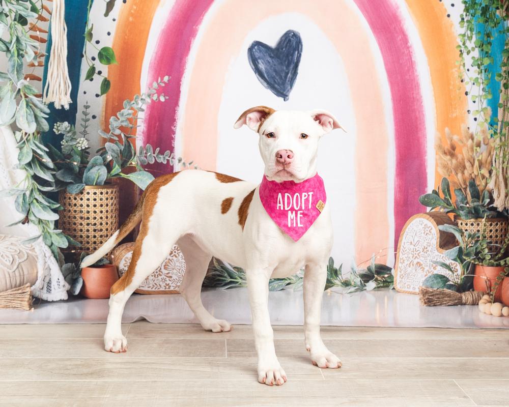 Enlarge Zoey, a Adoptable mixed breed in Frisco, TX image 3/6