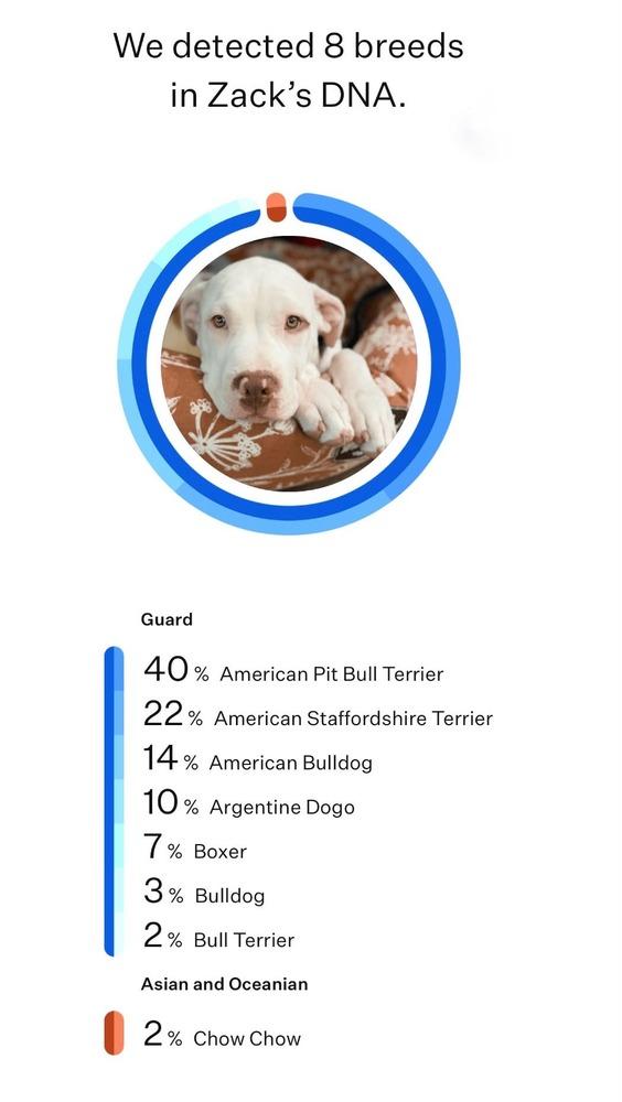 Enlarge Zoey, a Adoptable mixed breed in Frisco, TX image 5/6