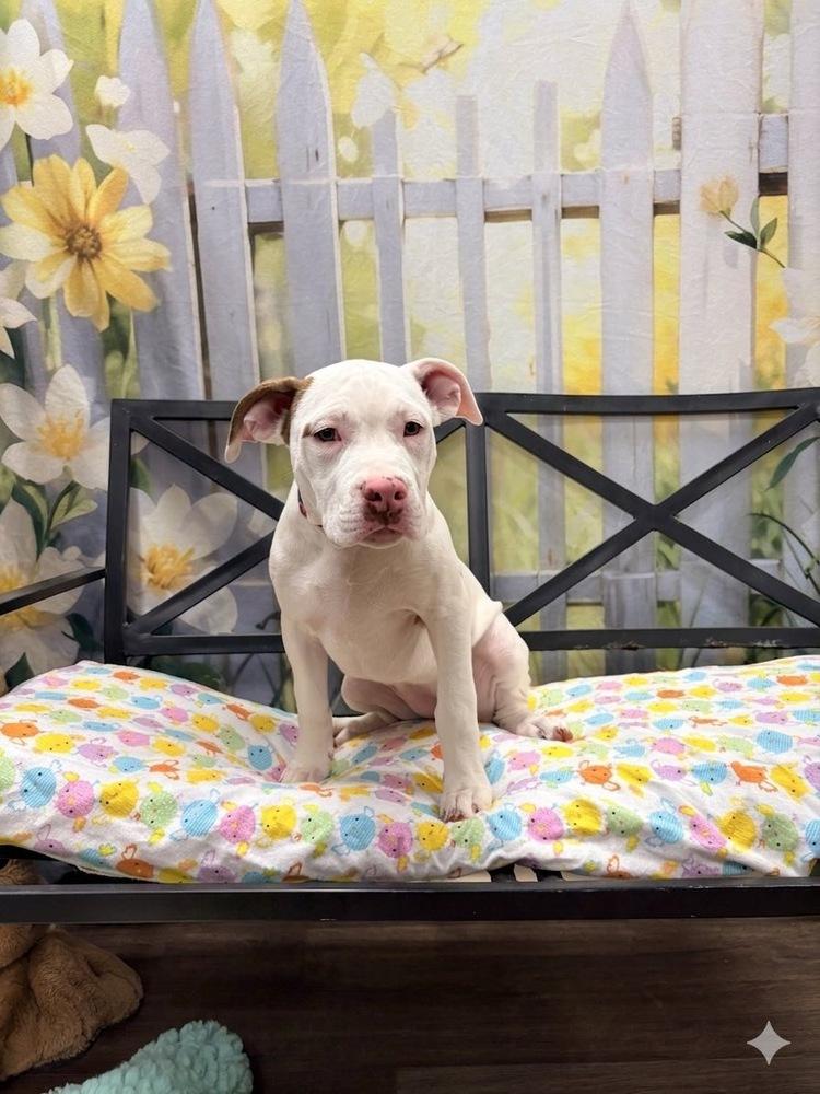 Zoey, Adoptable, Puppy Female Pit Bull Terrier & American Staffordshire Terrier.