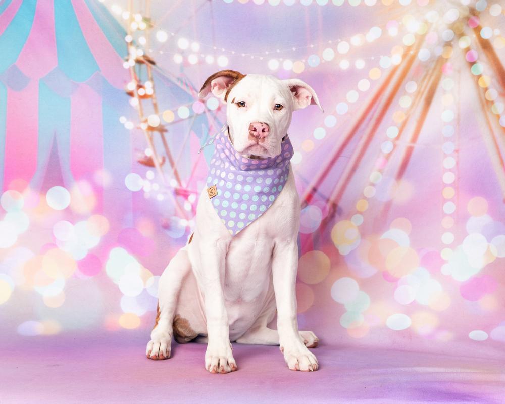 Enlarge Zoey, a Adoptable mixed breed in Frisco, TX image 6/6