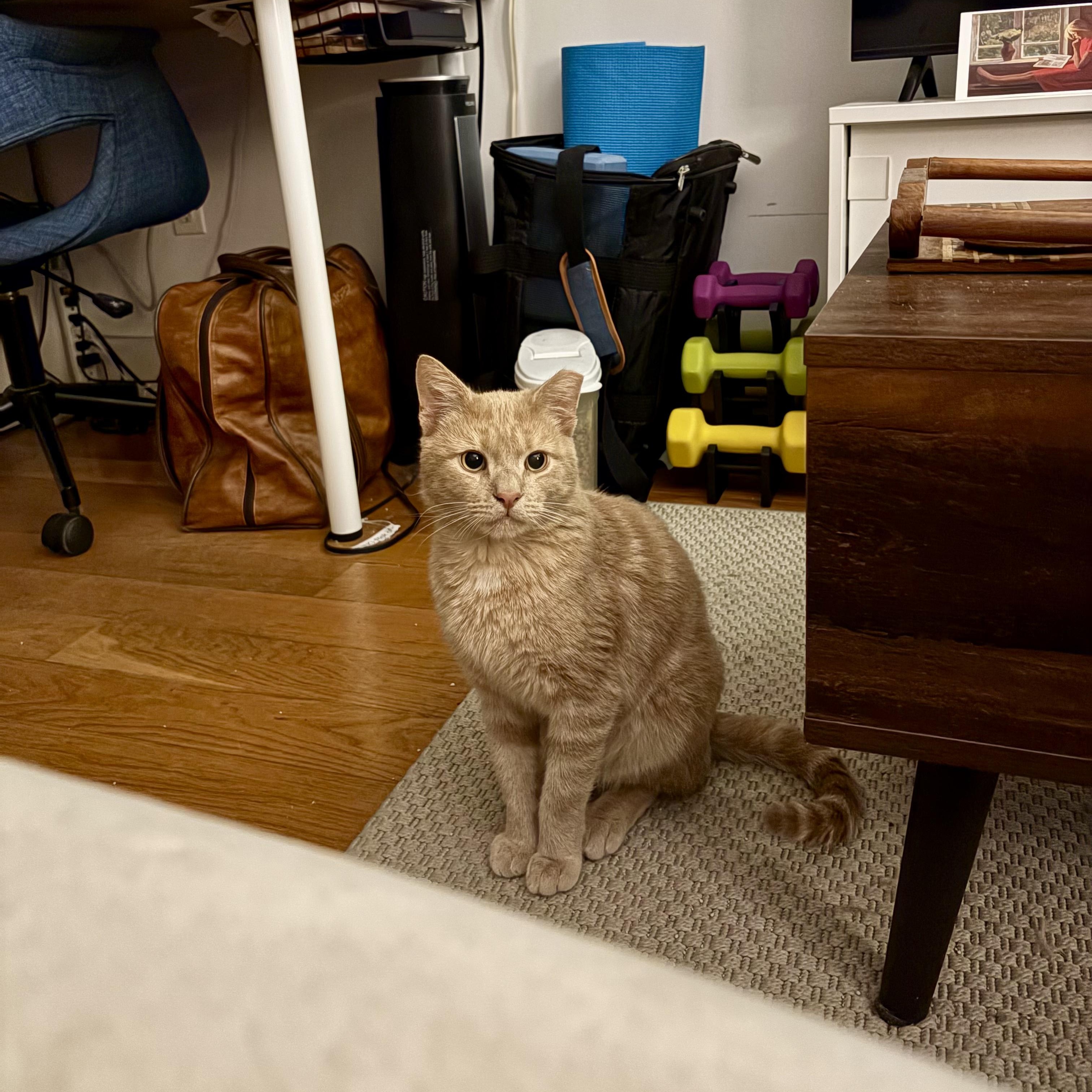 Ham, a Adoptable Domestic Short Hair in Ridgewood, NY image 5/5