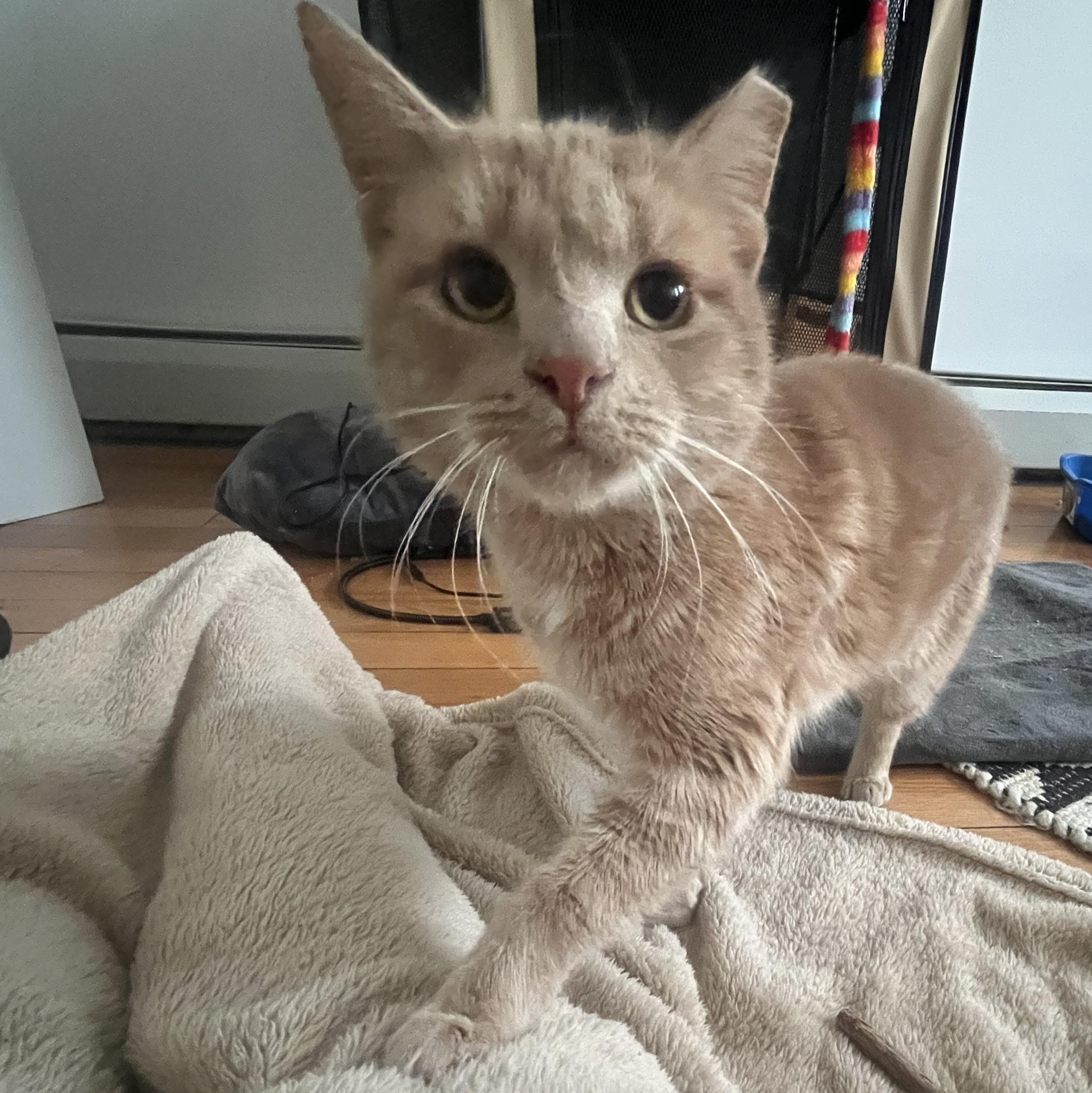 Ham, a Adoptable Domestic Short Hair in Ridgewood, NY image 2/5