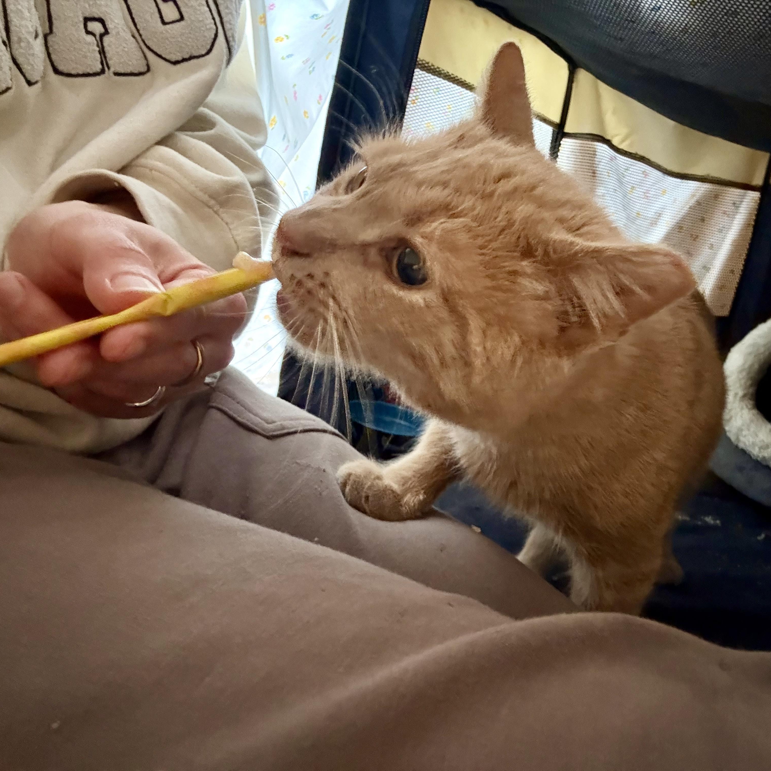 Ham, a Adoptable Domestic Short Hair in Ridgewood, NY image 3/5