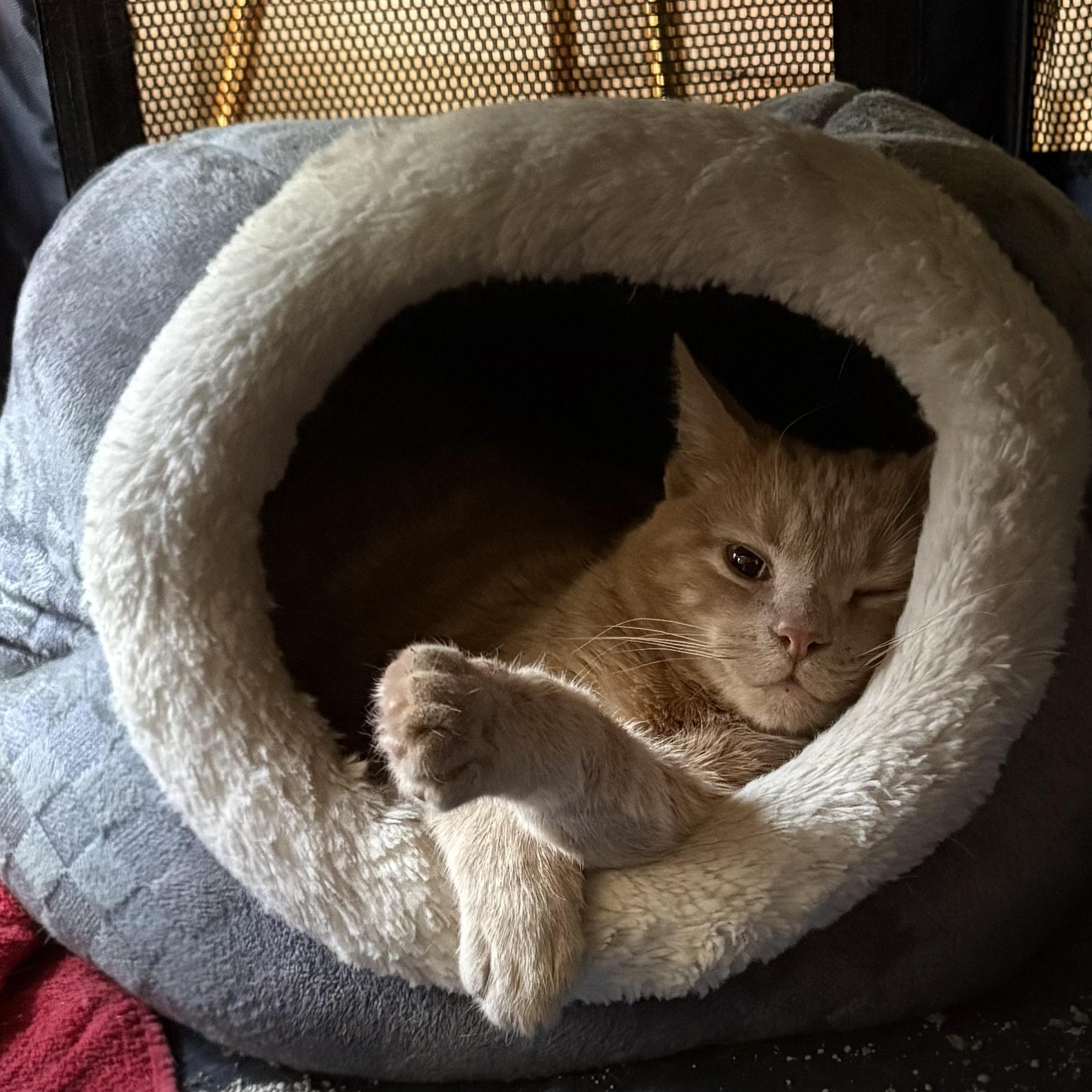 Ham, a Adoptable Domestic Short Hair in Ridgewood, NY image 4/5