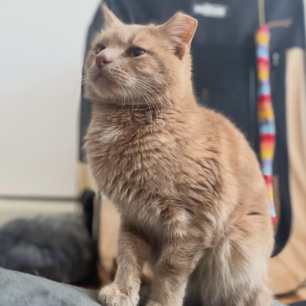 Ham, Adoptable, Adult Male Domestic Short Hair.