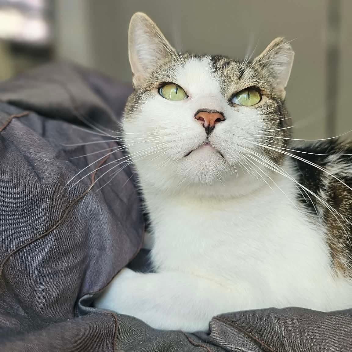 Dusty - Handsome Boi, Adoptable, Young Male Domestic Short Hair.
