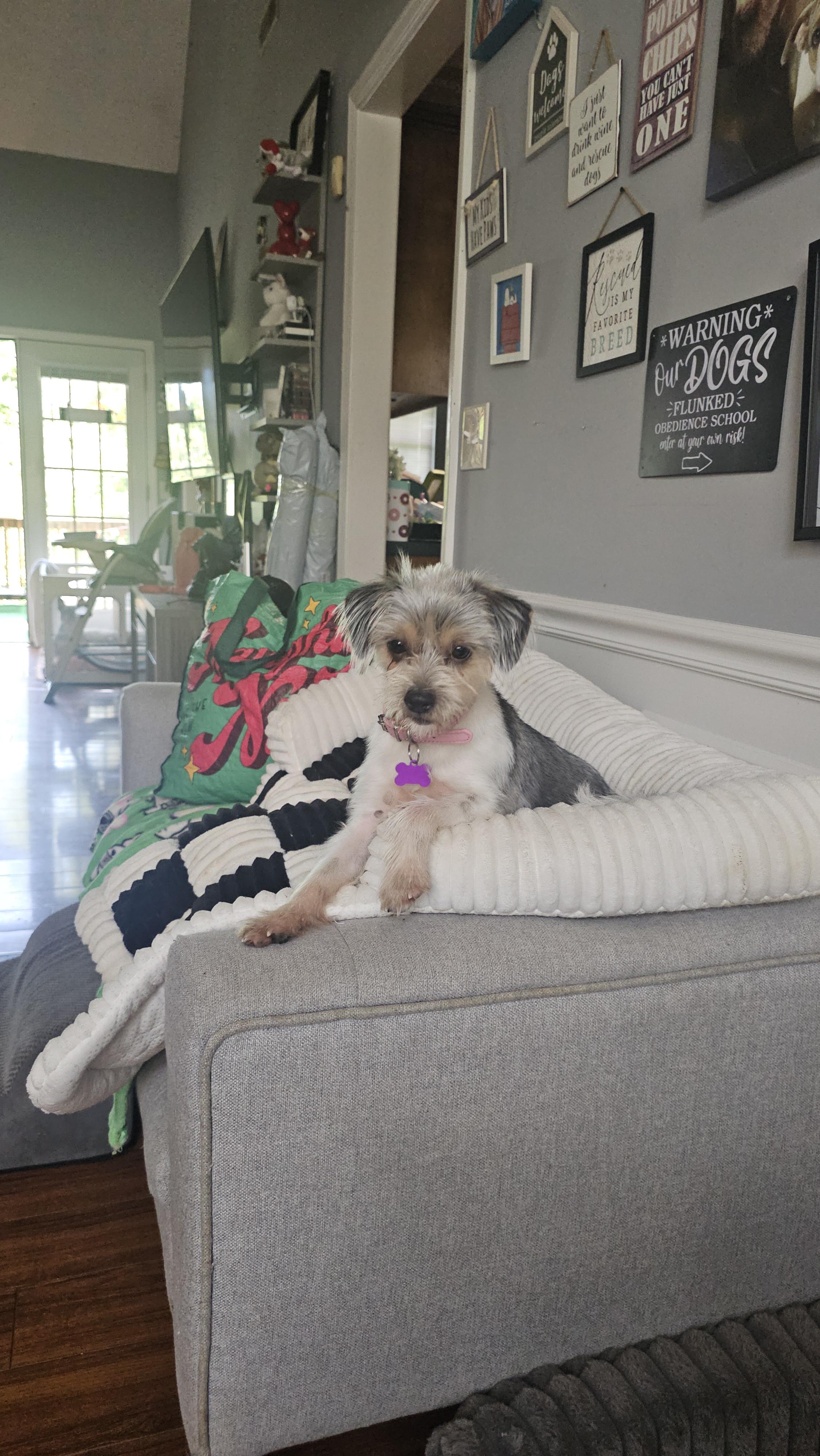 Oreo, an adopted Yorkie Poo in Antioch, TN image 3/6