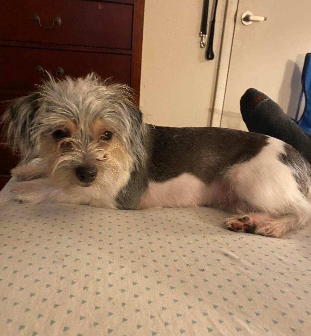 Oreo, adopted, Young Female Yorkie Poo.