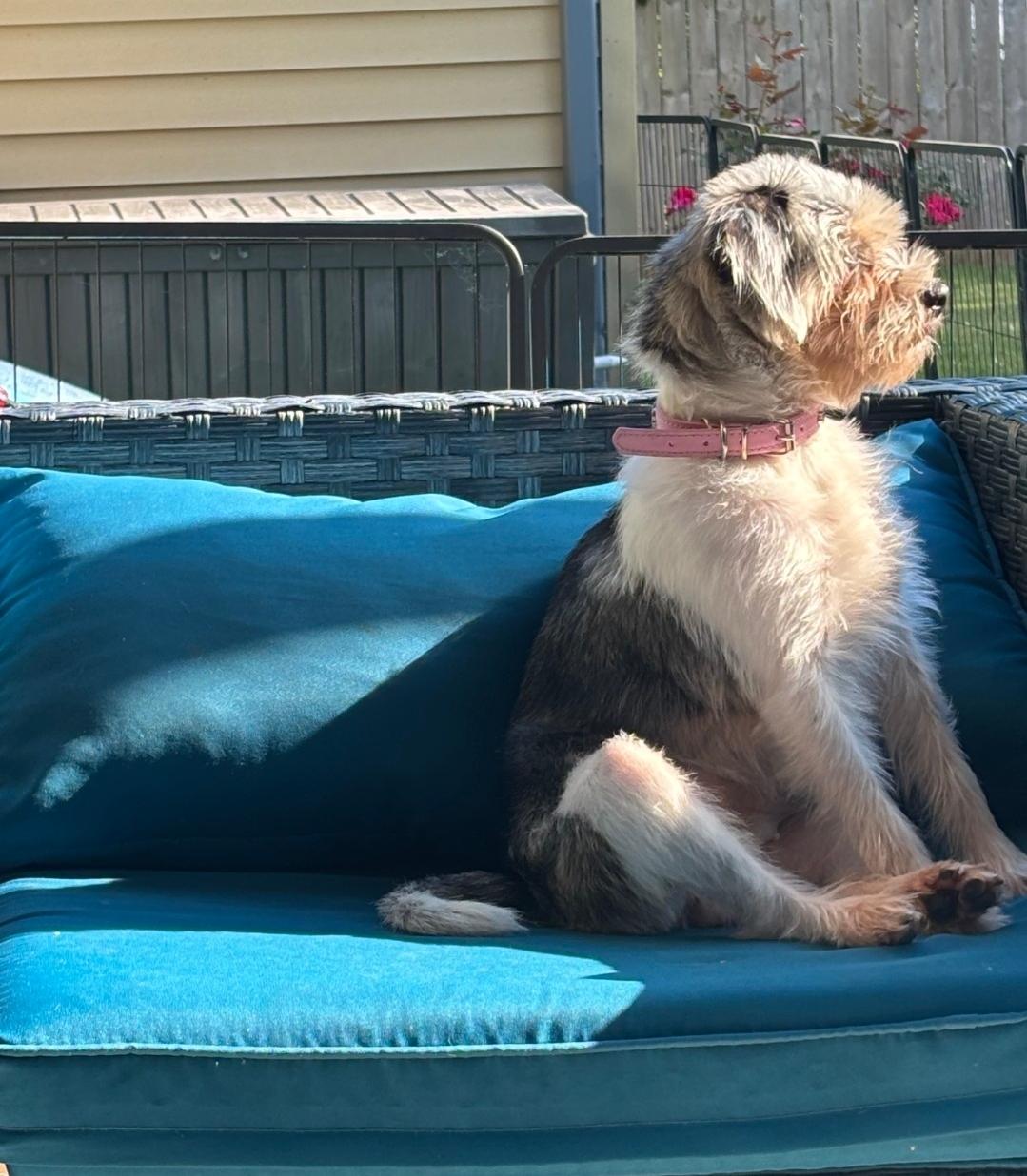 Oreo, an adopted Yorkie Poo in Antioch, TN image 6/6