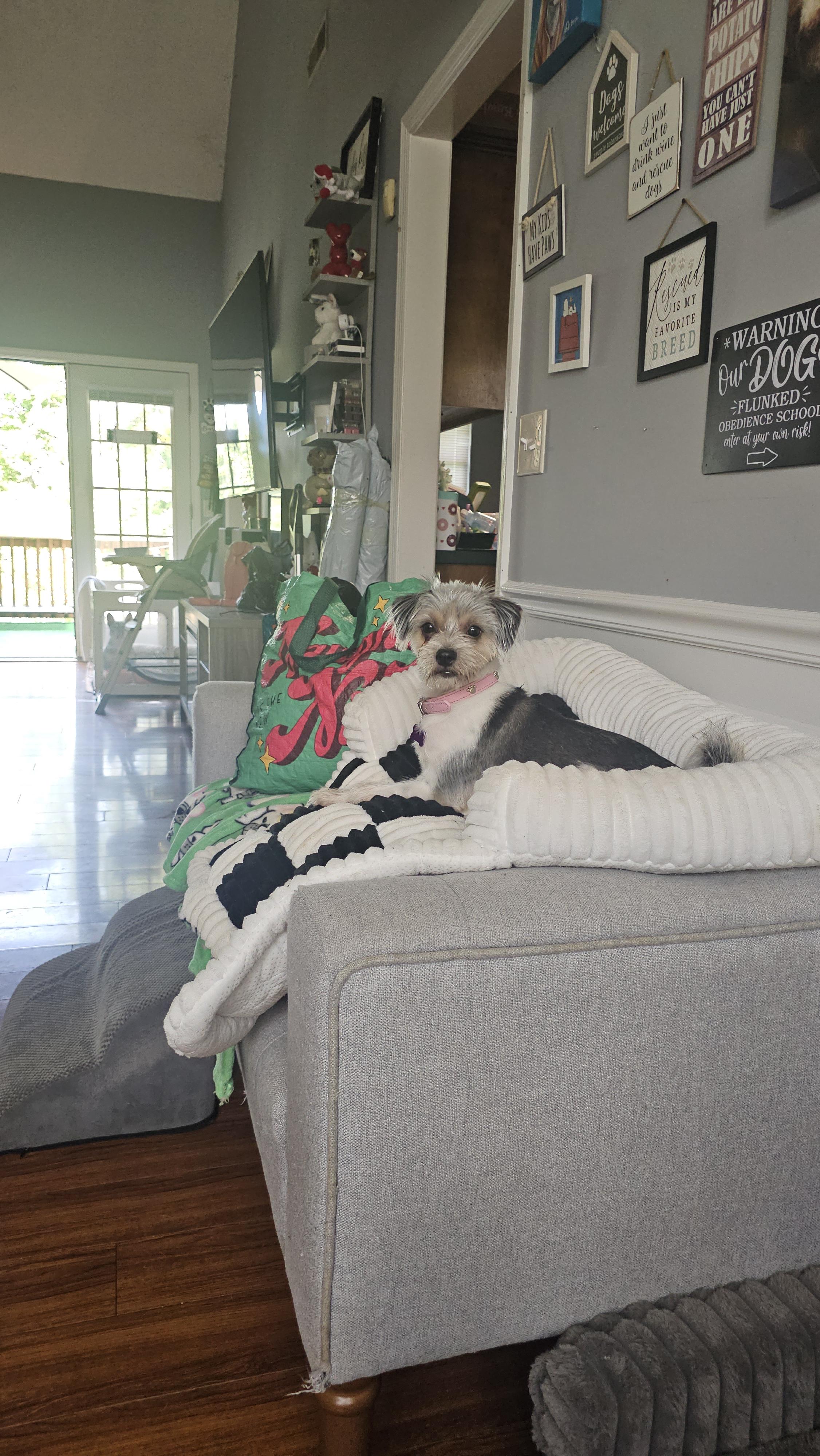 Oreo, an adopted Yorkie Poo in Antioch, TN image 2/6