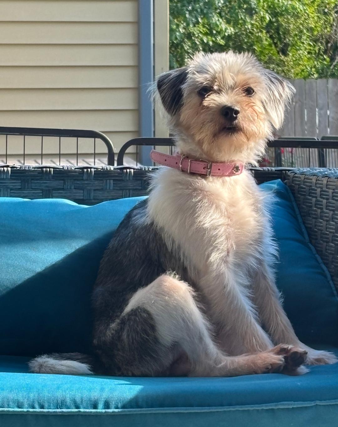 Oreo, an adopted Yorkie Poo in Antioch, TN image 5/6