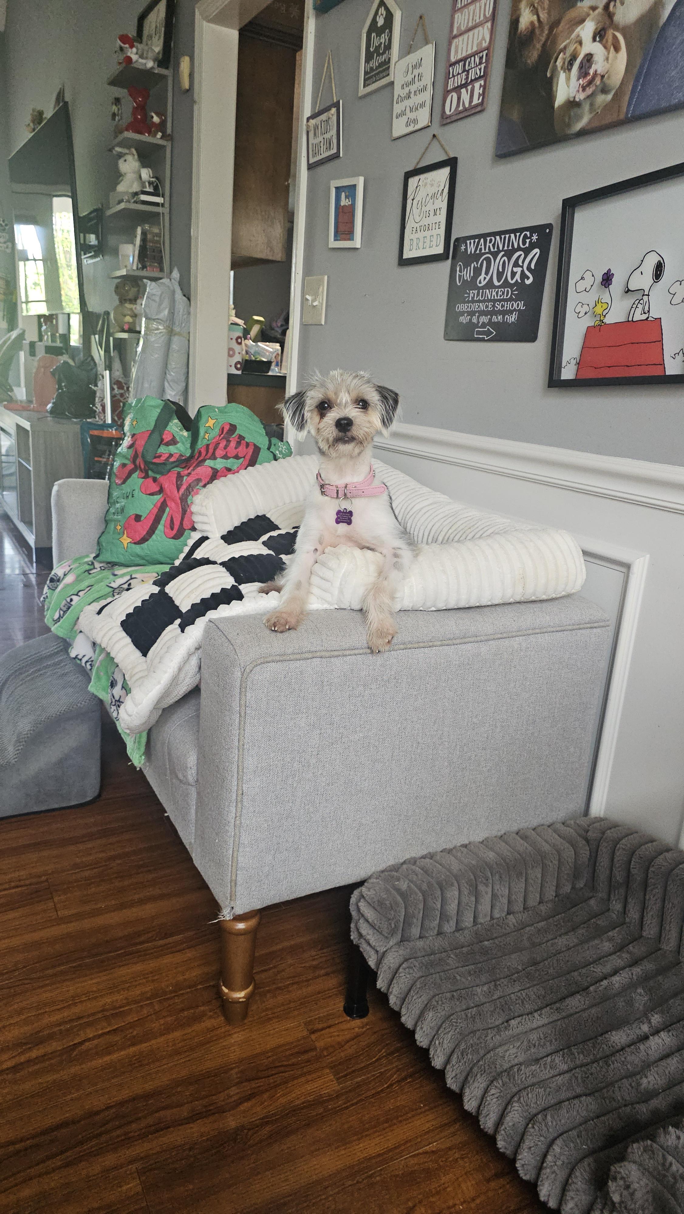 Oreo, an adopted Yorkie Poo in Antioch, TN image 4/6