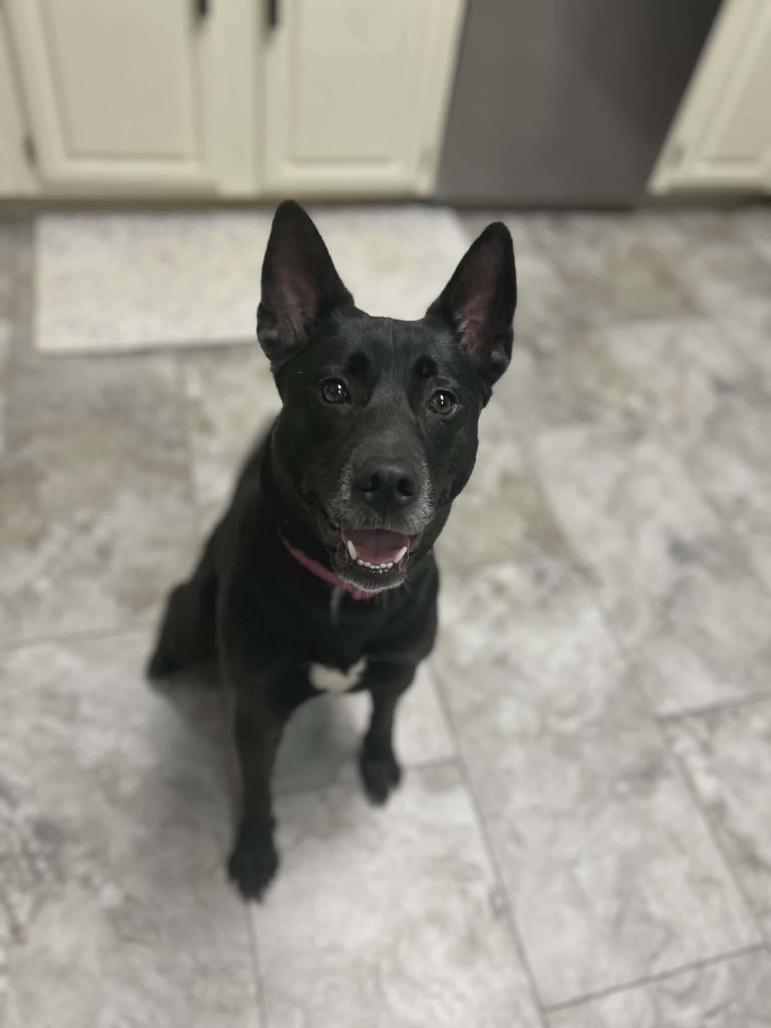 Lucy, Adoptable, Young Female Shepherd & Husky.