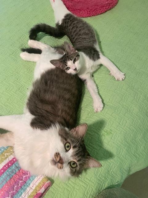 Enlarge CP - NC Snickers, a Adoptable mixed breed in Winston Salem, NC image 6/6