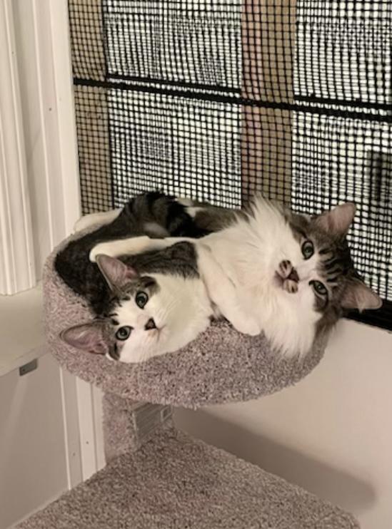 CP - NC Snickers, Adoptable, Adult Male Maine Coon & Domestic Long Hair.