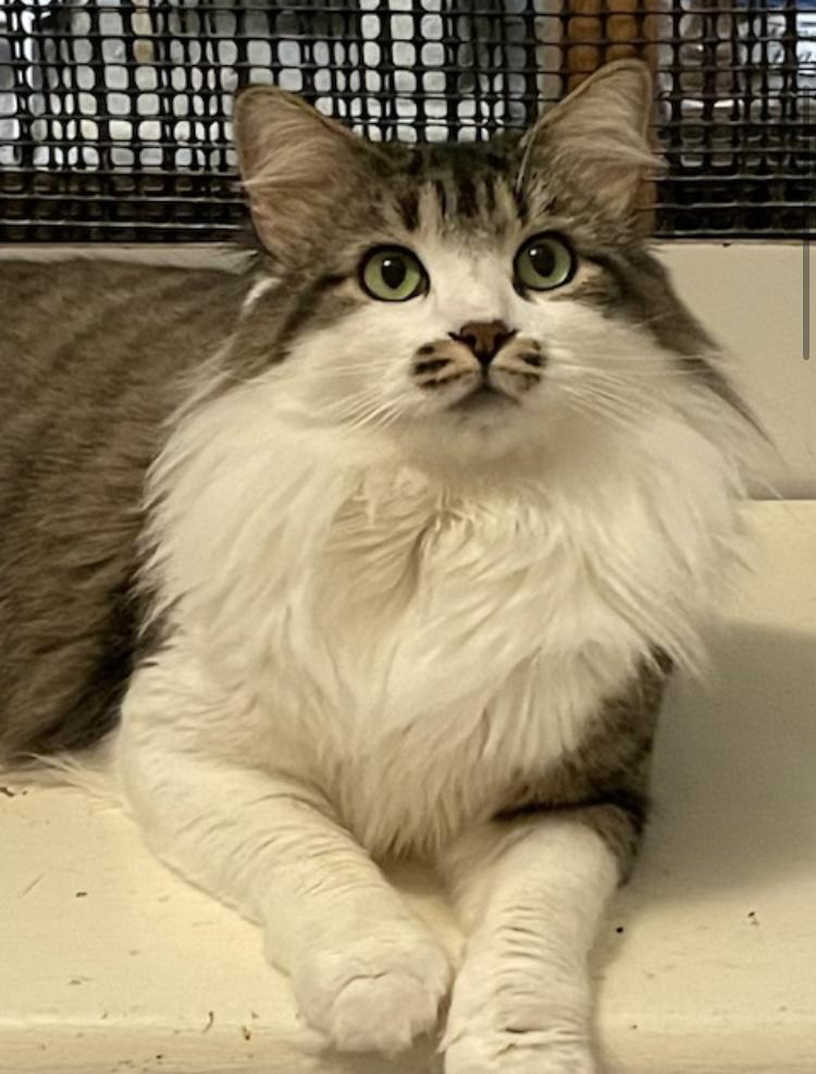 Cp  Nc Snickers thumbnail 5