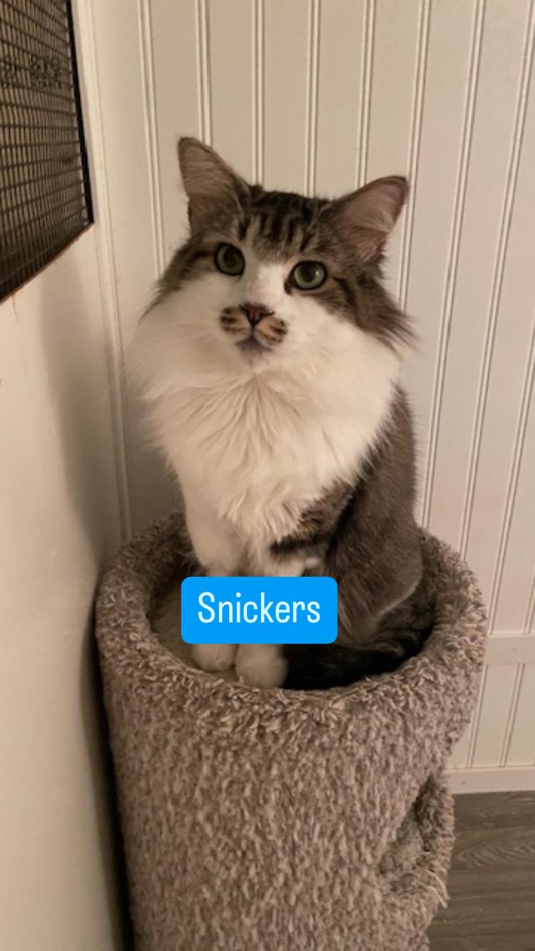 Cp  Nc Snickers thumbnail 6
