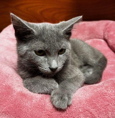 Enlarge Grace, a Adoptable Domestic Short Hair in Lafayette, LA image 5/6