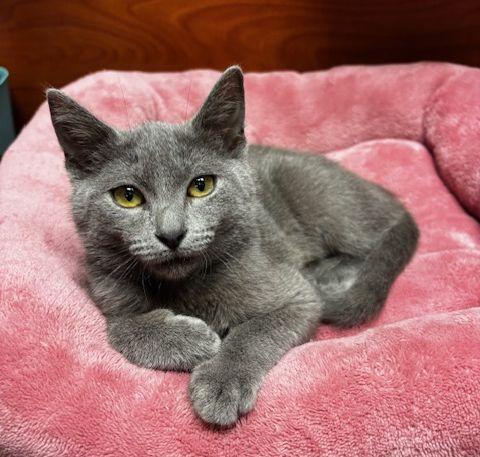 Grace, Adoptable, Kitten Female Domestic Short Hair.