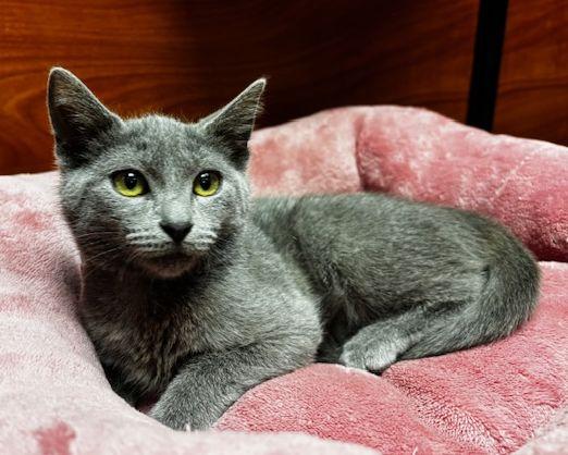 Enlarge Grace, a Adoptable Domestic Short Hair in Lafayette, LA image 4/6