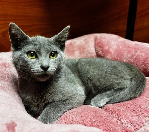 Enlarge Grace, a Adoptable Domestic Short Hair in Lafayette, LA image 3/6