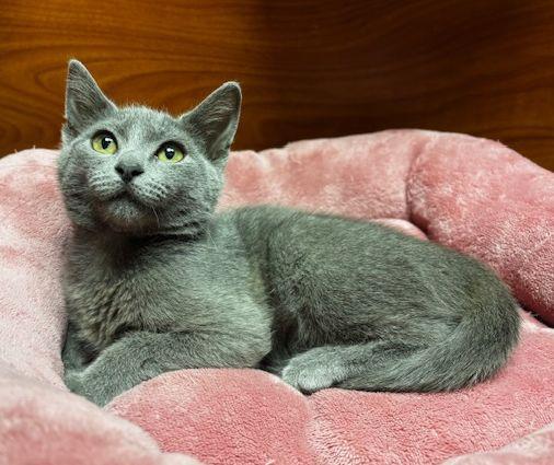 Enlarge Grace, a Adoptable Domestic Short Hair in Lafayette, LA image 2/6