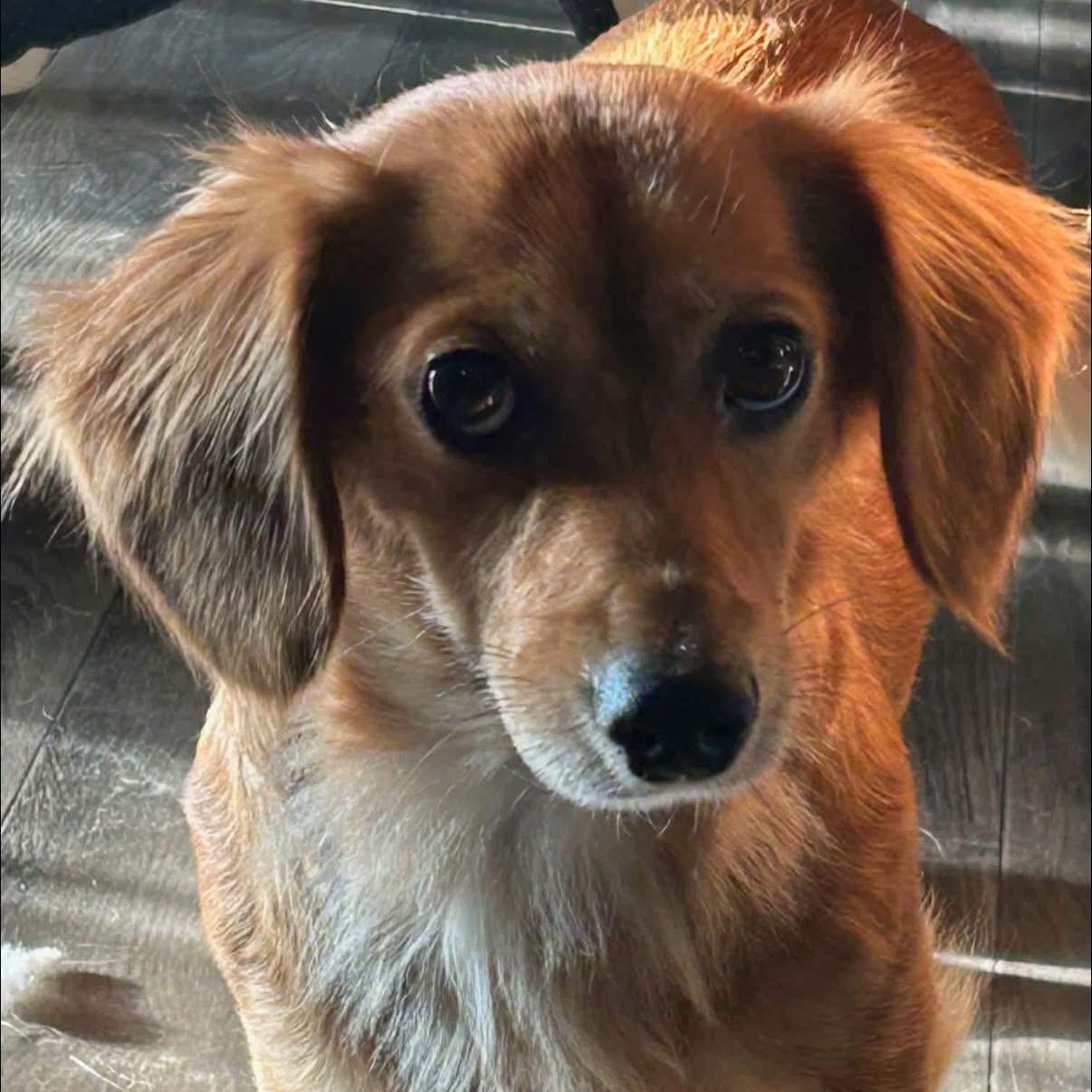 Enlarge Katy, a Adoptable Dachshund (Miniature Long Haired) in Glenolden, PA image 4/5