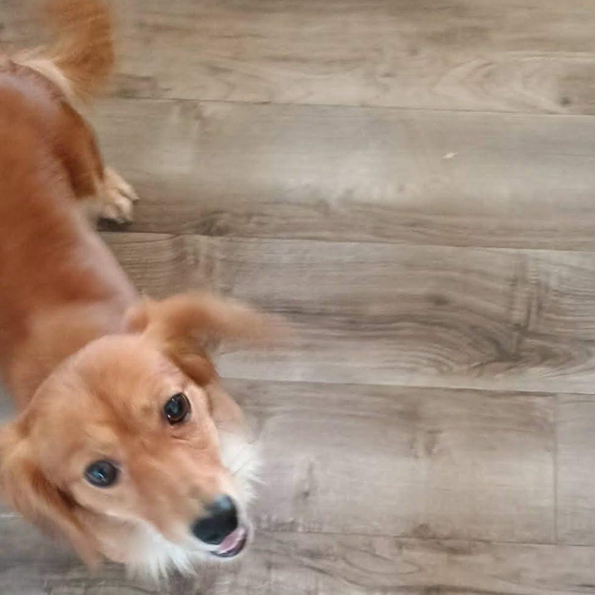 Enlarge Katy, a Adoptable Dachshund (Miniature Long Haired) in Glenolden, PA image 5/5
