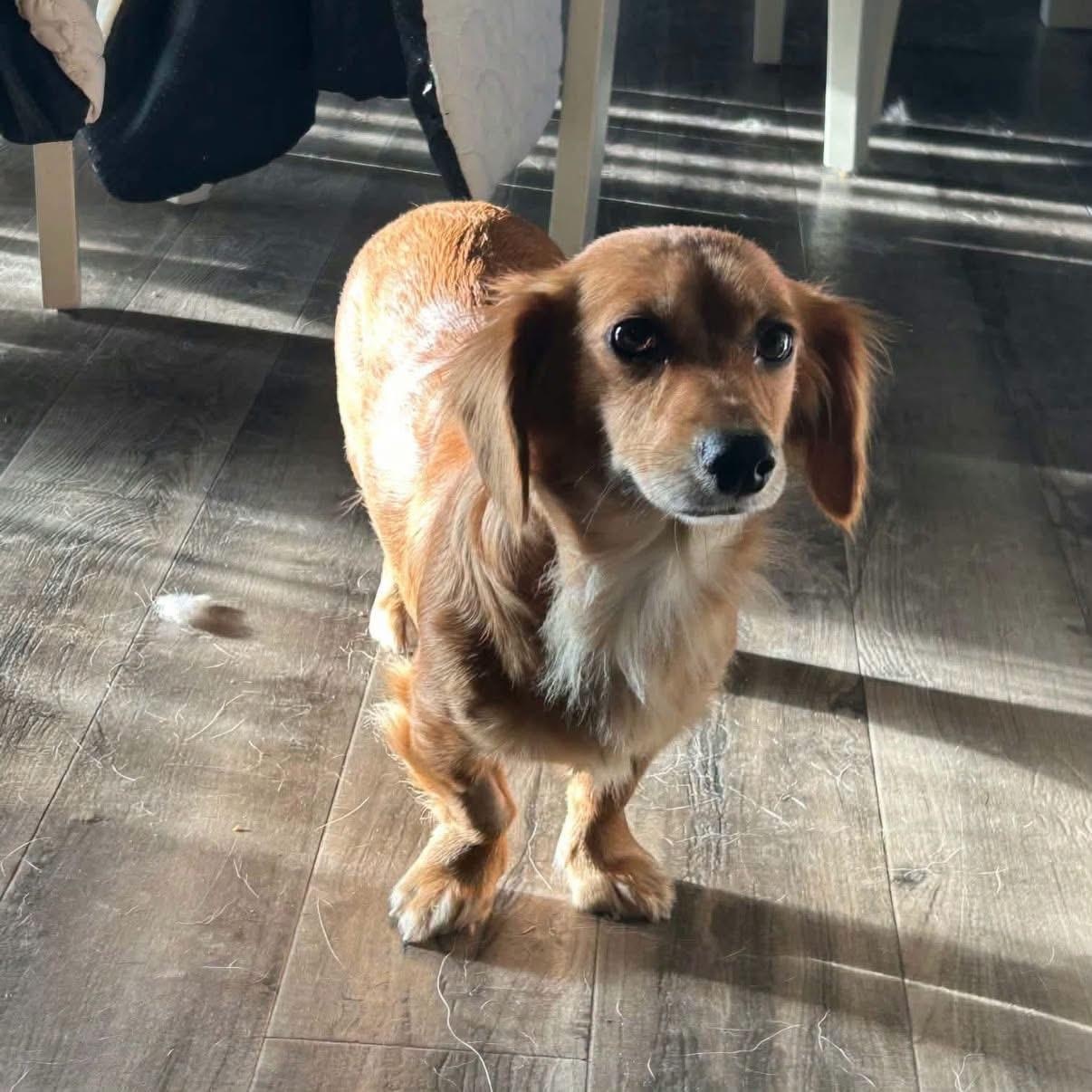 Enlarge Katy, a Adoptable Dachshund (Miniature Long Haired) in Glenolden, PA image 2/5