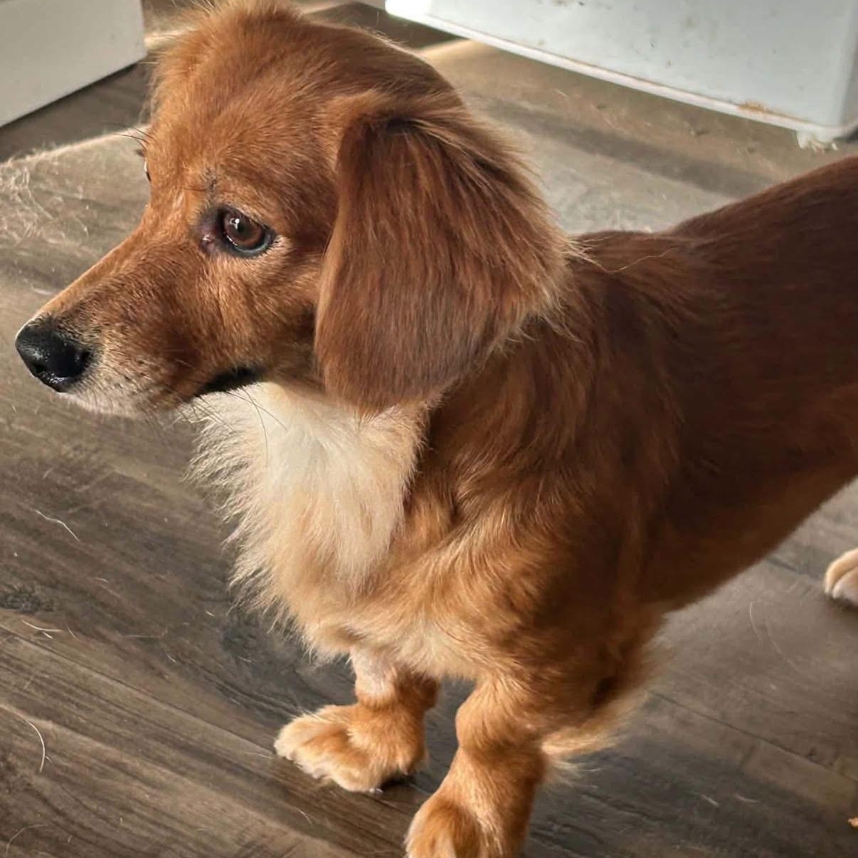 Katy, Adoptable, Young Female Dachshund (Miniature Long Haired).