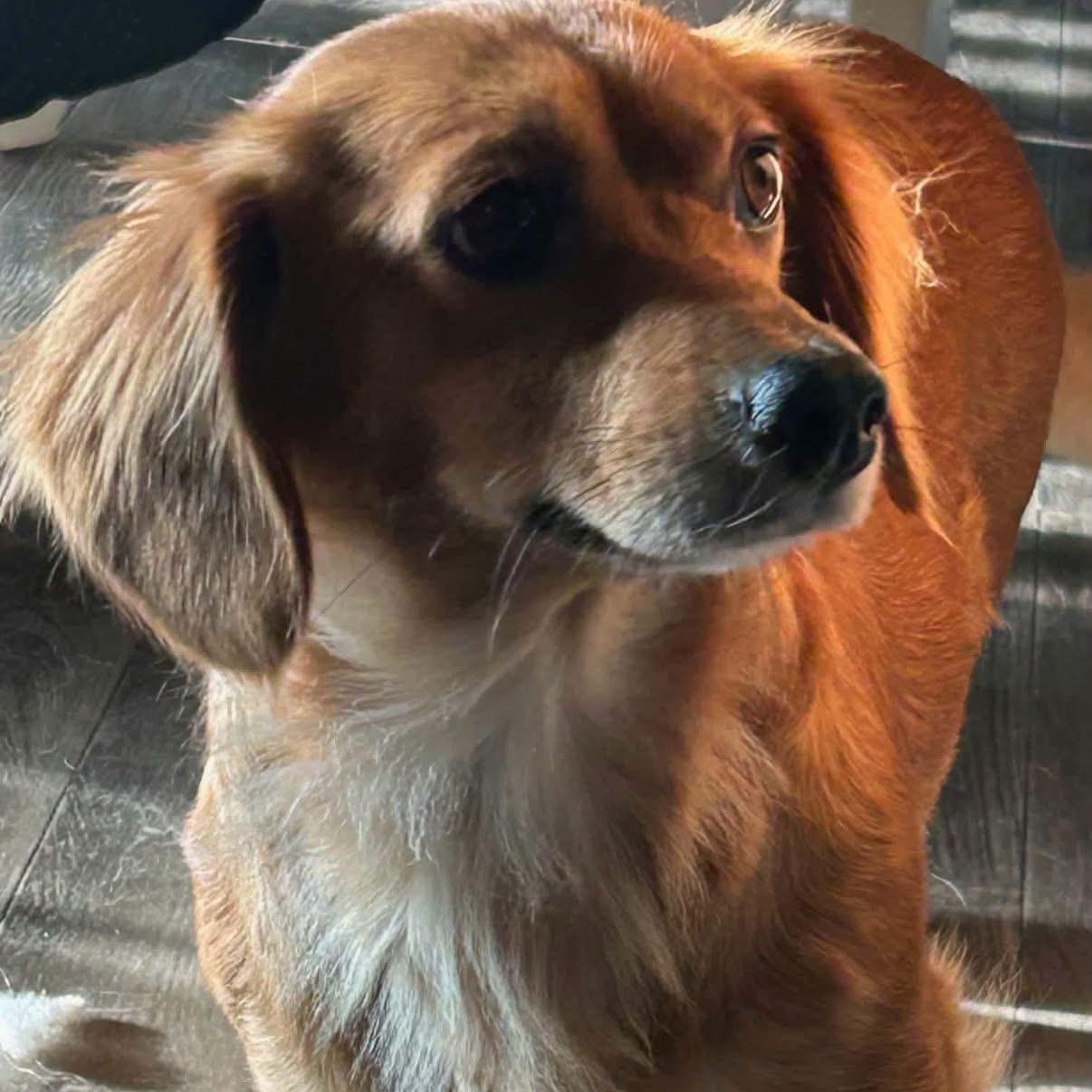 Enlarge Katy, a Adoptable Dachshund (Miniature Long Haired) in Glenolden, PA image 3/5