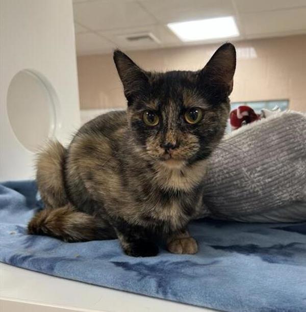 Enlarge Kona, a Adoptable mixed breed in Great Falls, MT image 1/4